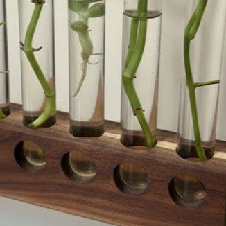 Detailed view of propagation station with green stems 