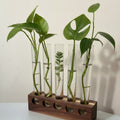 Propagation station with clear glass vases white background