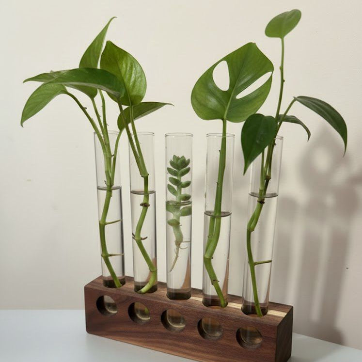 Propagation station with clear glass vases white background